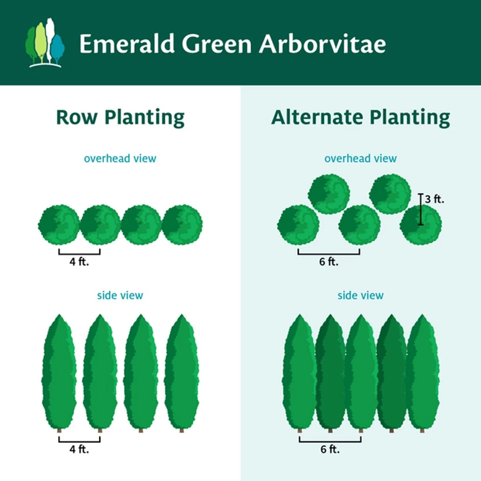 Perfect Spacing for Your Arborvitae Hedge