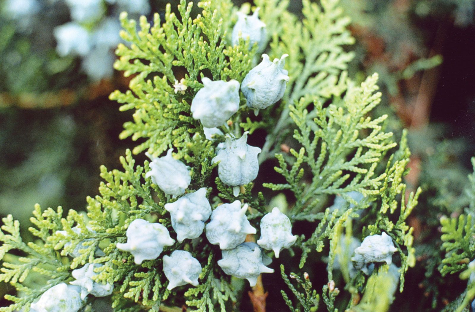 Unleash Your Green Thumb: Arborvitae Planting