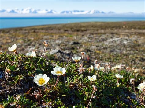 Unveiling the Secrets of Arctic Flora