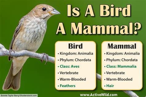 3 Reasons Birds Are Not Mammals