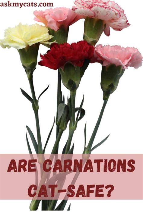 Are Carnations Toxic?