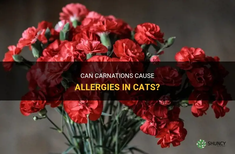 5 Tips: Cats and Carnations