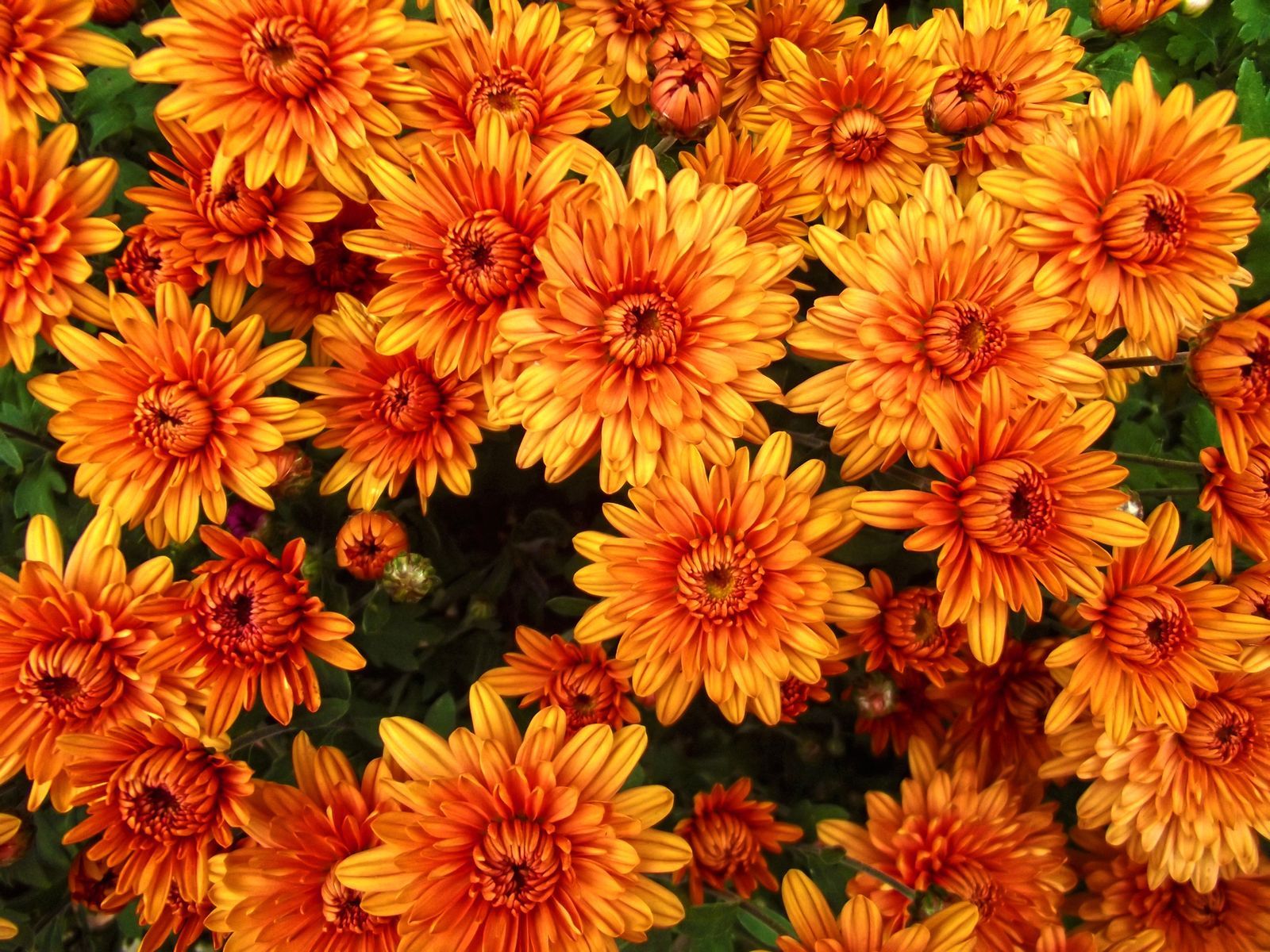 The Mum Plant's Longevity: 3 Tips