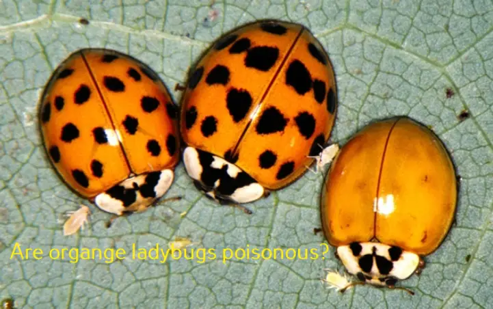 Are Orange Ladybugs Poisonous The Facts You Need To Know Are Orange Ladybugs Poisonous The Facts You Need To Know
