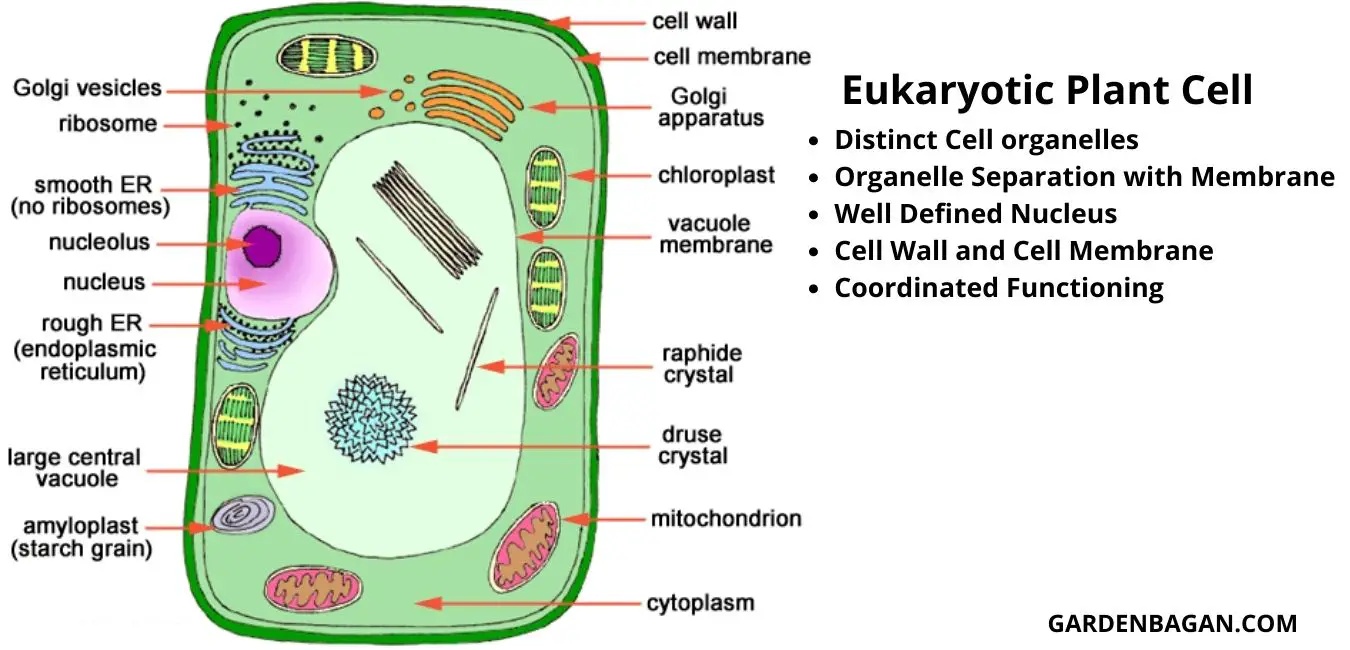 Unveiling the Mystery: Plant Cell Structure Unveiling the Mystery: Plant Cell Structure