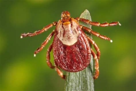 Ticks in Colorado: A Prevalent Pest?