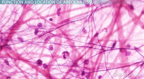 Areolar Connective Tissue Characteristics Areolar Connective Tissue Characteristics