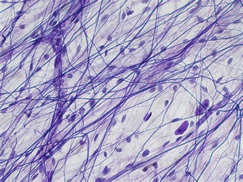 Areolar Connective Tissue Lm 15 Photograph By Science Stock