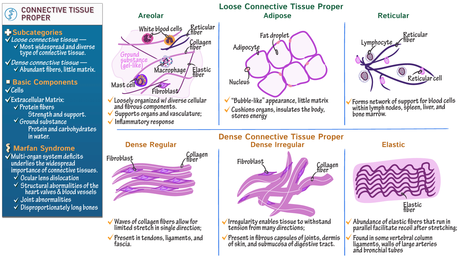 Uncovering the Secrets of Areolar Connective Tissue Uncovering the Secrets of Areolar Connective Tissue