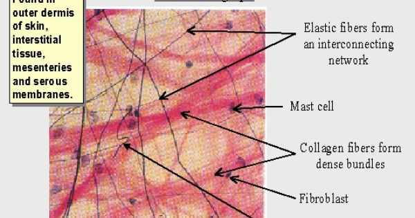 Areolar Tissue 40X Labeled Fibroblasts Google Search Loose Areolar Tissue 40X Labeled Fibroblasts Google Search Loose