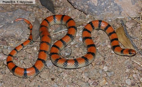 Unveiling 3 Snake Care Secrets