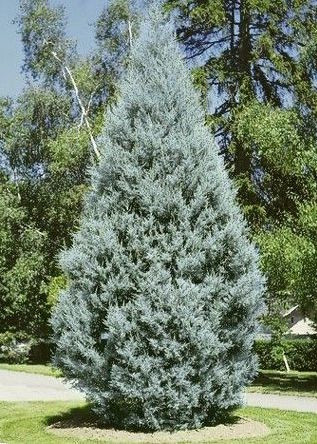 Arizona Cypress Blue Ice Cupressus Arizonica Var Glabra Blue Ice Arizona Cypress Blue Ice Cupressus Arizonica Var Glabra Blue Ice