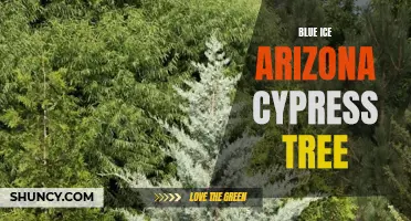 Arizona Cypress Shuncy Arizona Cypress Shuncy