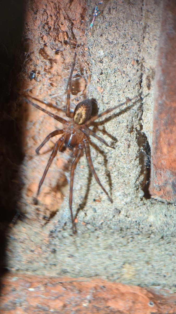A Closer Look at Arizona Garden Spiders