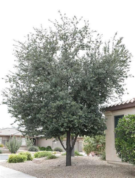 The Mighty Arizona Live Oak.
