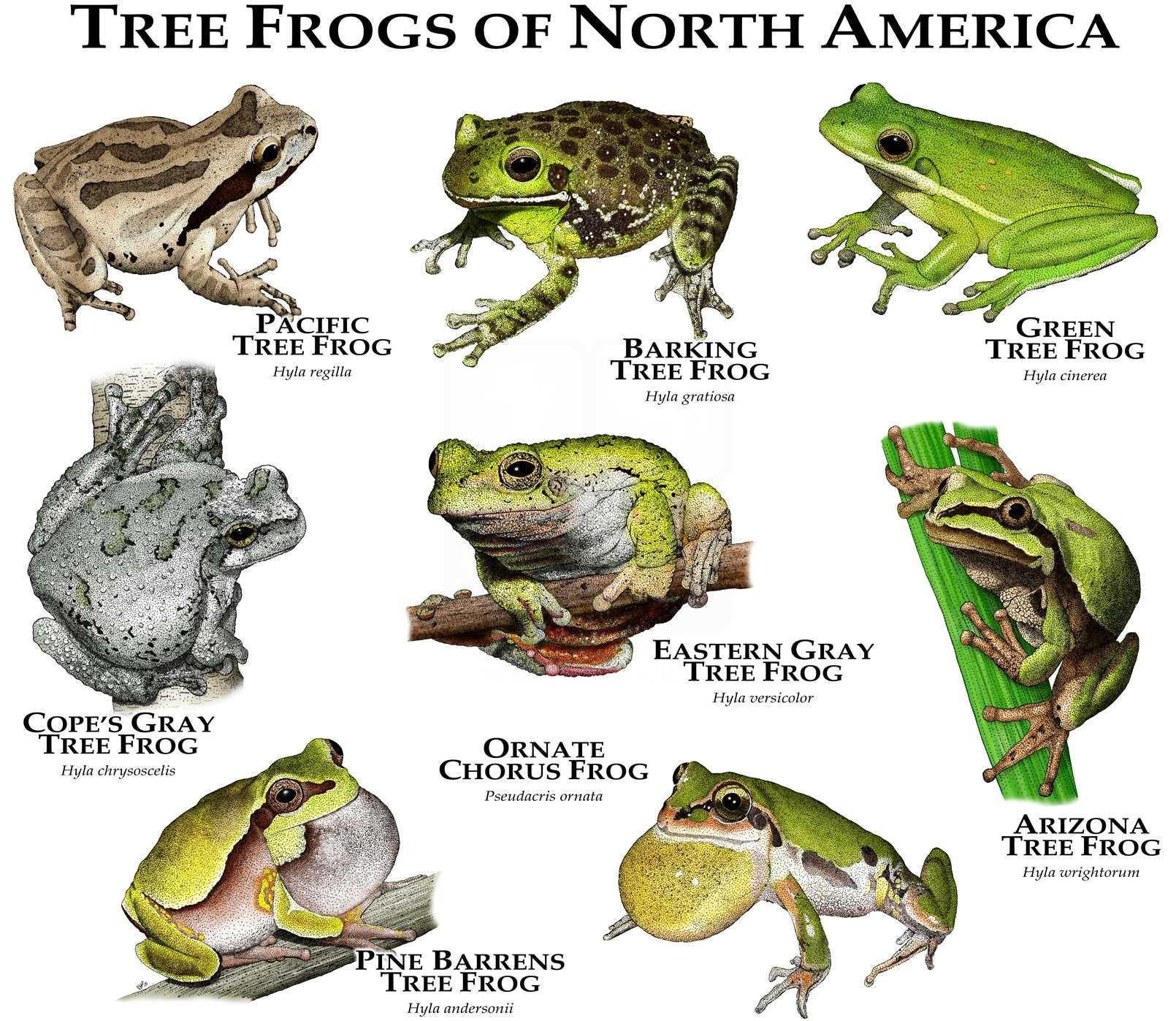 Arizona's Unique Tree Species Unveiled