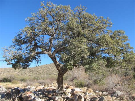Arizona White Oak Quercus Arizonica West Texas Urban Forestry Council Arizona White Oak Quercus Arizonica West Texas Urban Forestry Council