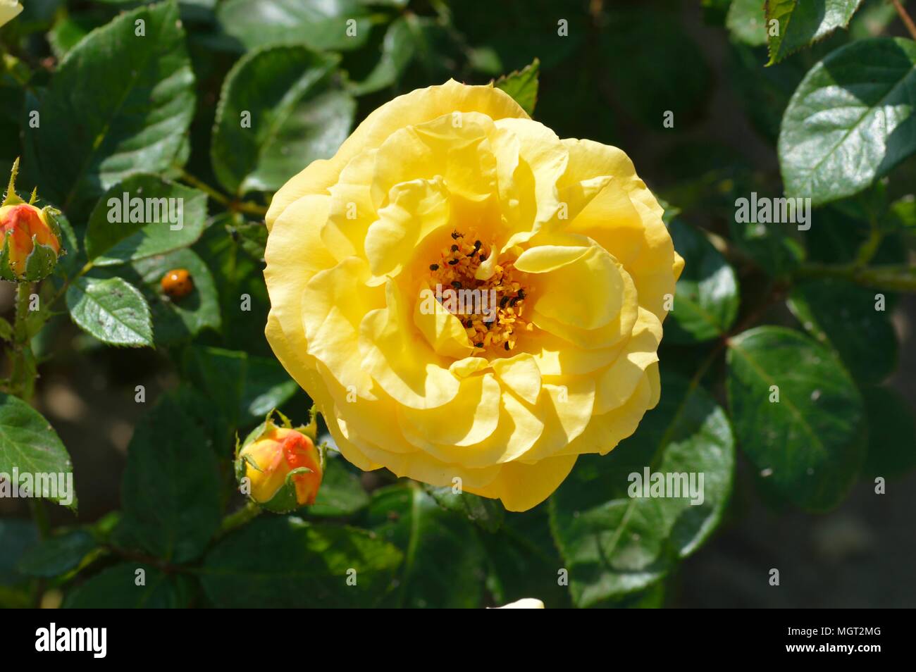 Unveiling the Legend: Arthur Bell Rose