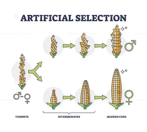 5 Quick Tips for Artificial Selection