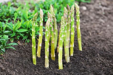 How to Plant Asparagus Crowns Successfully