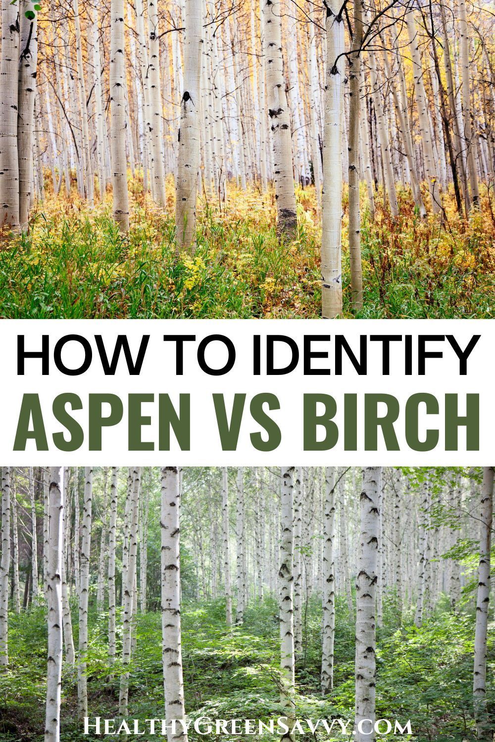 5 Key Differences Between Aspens and Birches