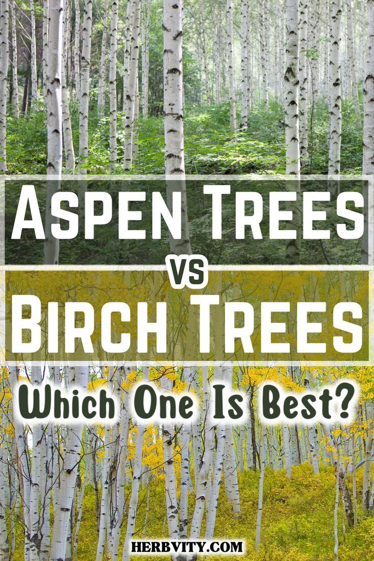 Aspen and Birch: A Leafy Comparison