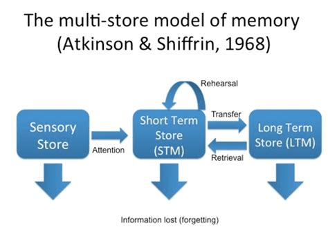 The Ultimate Guide to Atkinson-Shiffrin Memory Model