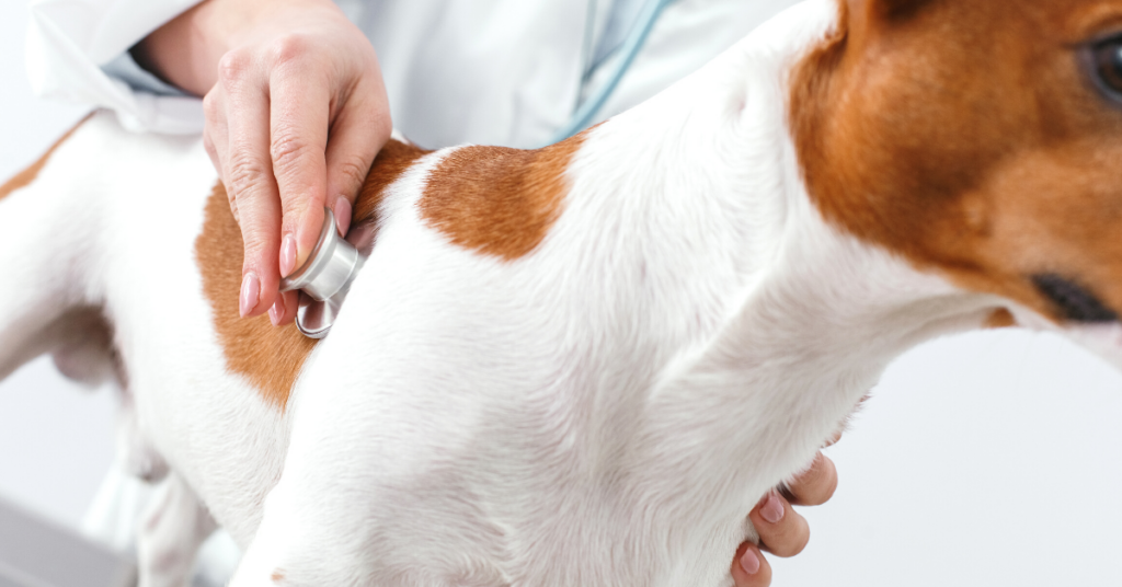 The Ideal Respiratory Rate for Your Dog