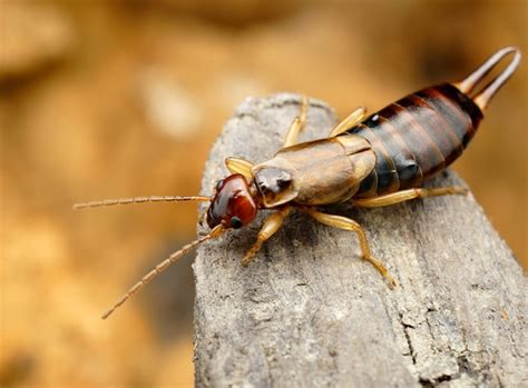 Bah Hum Bug Who Let The Pincher Bugs In The Irvington Voice Bah Hum Bug Who Let The Pincher Bugs In The Irvington Voice