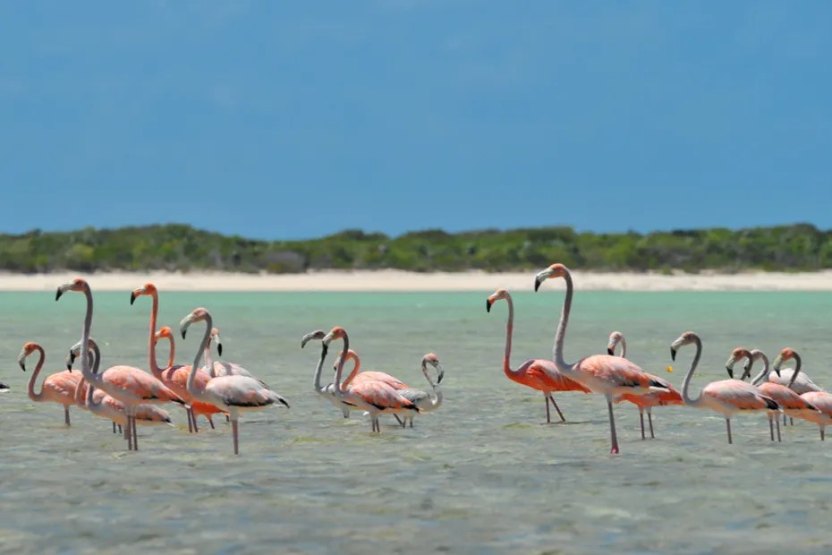 Bahamas Wildlife Guide Discover The Beauty Of The Wildlife In The Bahamas Bahamas Wildlife Guide Discover The Beauty Of The Wildlife In The Bahamas