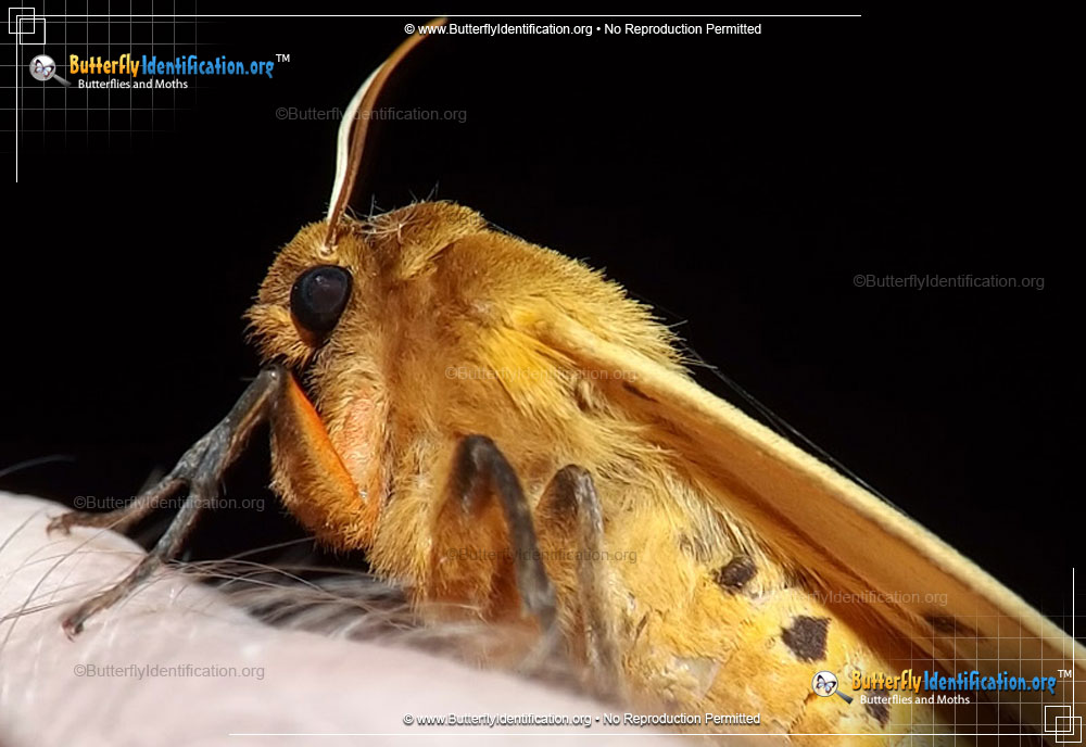 Banded Woollybear Caterpillar Moth