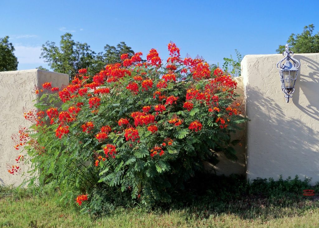 The Barbados Pride Tree: 5 Facts