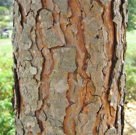 Bark Tree Guide Uk Tree Identification By Type Of Bark Bark Tree Guide Uk Tree Identification By Type Of Bark