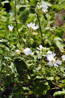 The Barnsley Beauty: Tree Mallow's Charm
