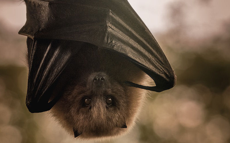 Bats' Winter Slumber: Unveiling Hibernation Secrets
