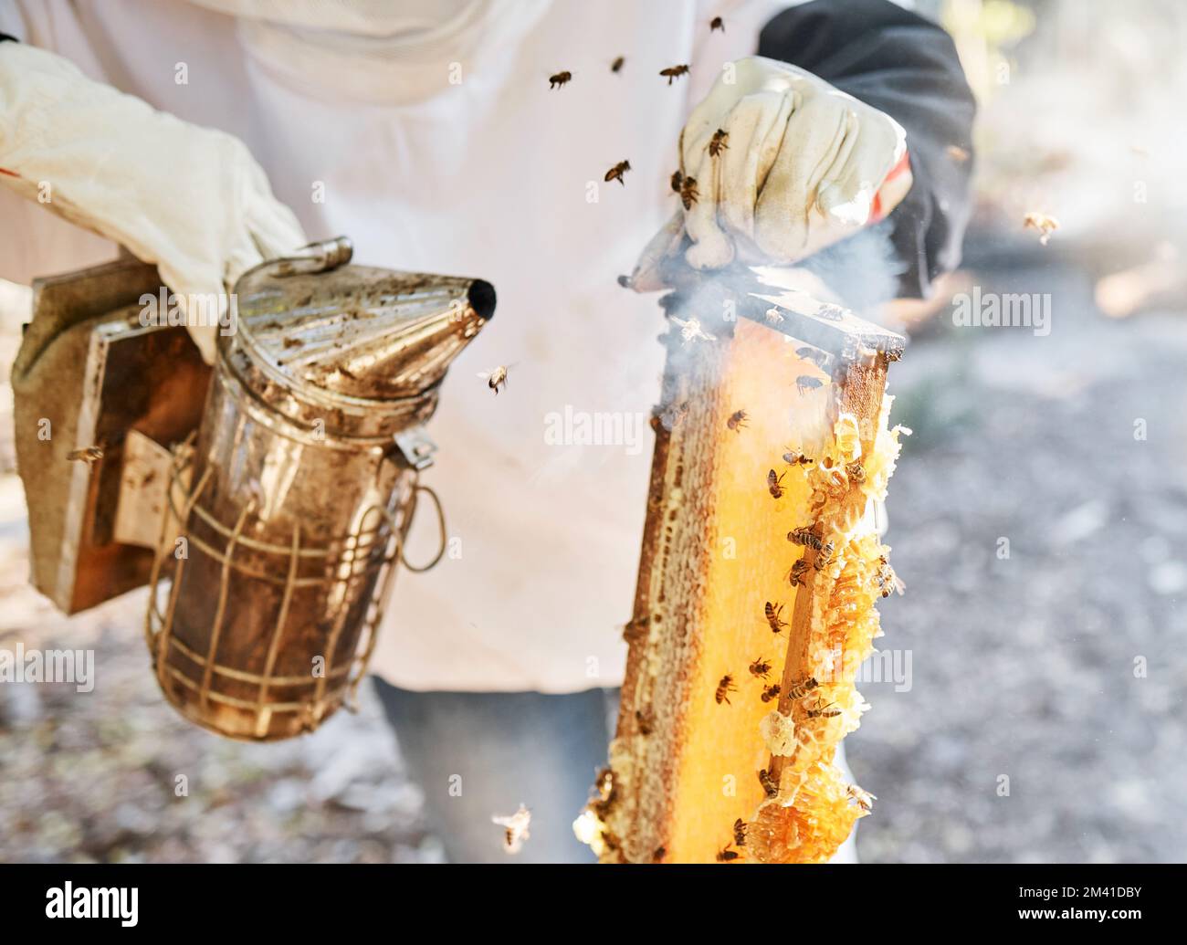 Bee Smoke And Bees Smoker Tools With Hands Holding Honeycomb For Bee Smoke And Bees Smoker Tools With Hands Holding Honeycomb For