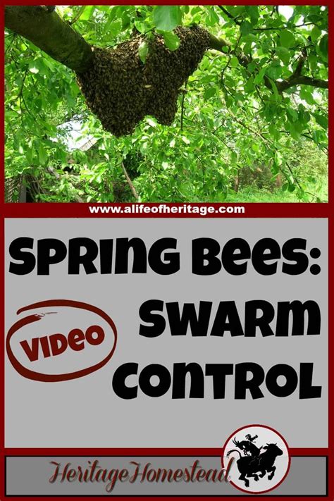 Bees Bee Care Bee Swarm Control Print Off This Free Printable To Bees Bee Care Bee Swarm Control Print Off This Free Printable To