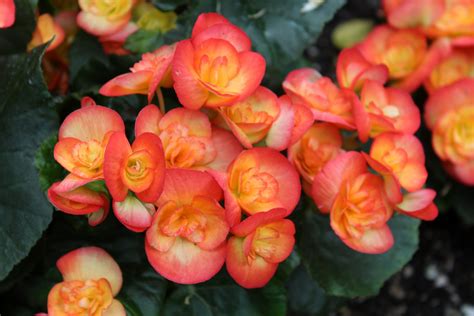 Begonias: 5 Sunlight Secrets