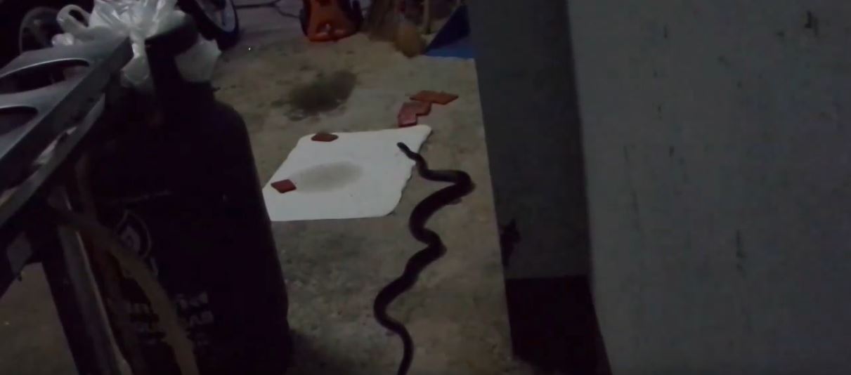 Effective Snake Deterrent Methods