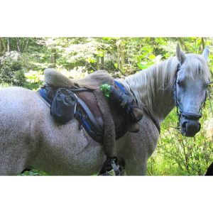 Top EPM Treatment Strategies for Horses
