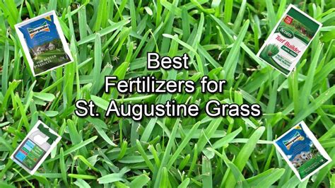 The Ultimate Guide: St. Augustine Fertilizer