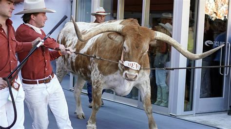 Bevo Won T Be Allowed At Sec Championship Game Bevo Won T Be Allowed At Sec Championship Game