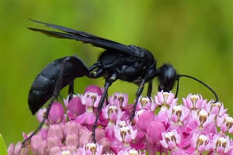 5 Easy Ways to Handle Big Black Wasps 5 Easy Ways to Handle Big Black Wasps