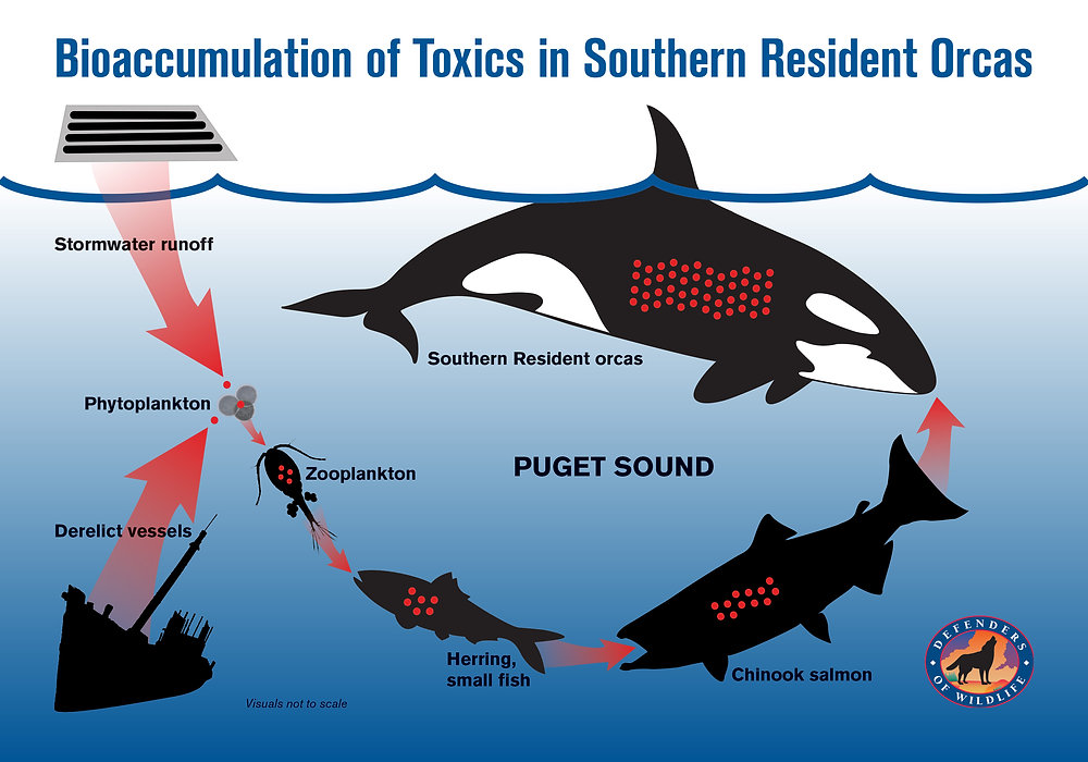 Understanding the Impact: Bioaccumulation and Biomagnification Understanding the Impact: Bioaccumulation and Biomagnification