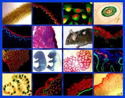 Biochemistry The Wonders Of Biology