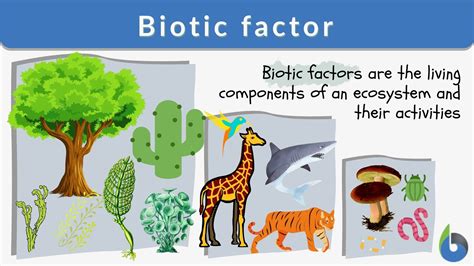Biotic Factor Definition Meaning Dictionary Com Biotic Factor Definition Meaning Dictionary Com