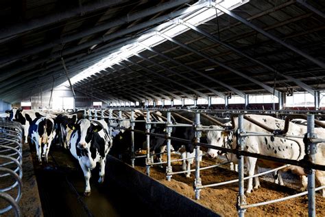 Bird Flu: FDA's Cheese Screening