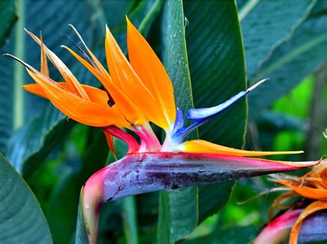 Bird Of Paradise Is It Toxic Poison Control Bird Of Paradise Is It Toxic Poison Control