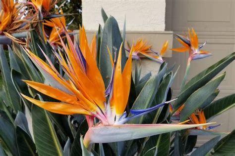 Bird of Paradise: 5 Temperature Tips