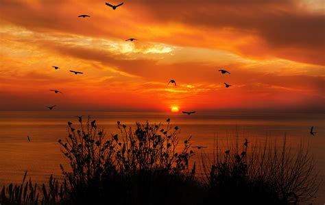The Golden Hour's Feathered Friends
